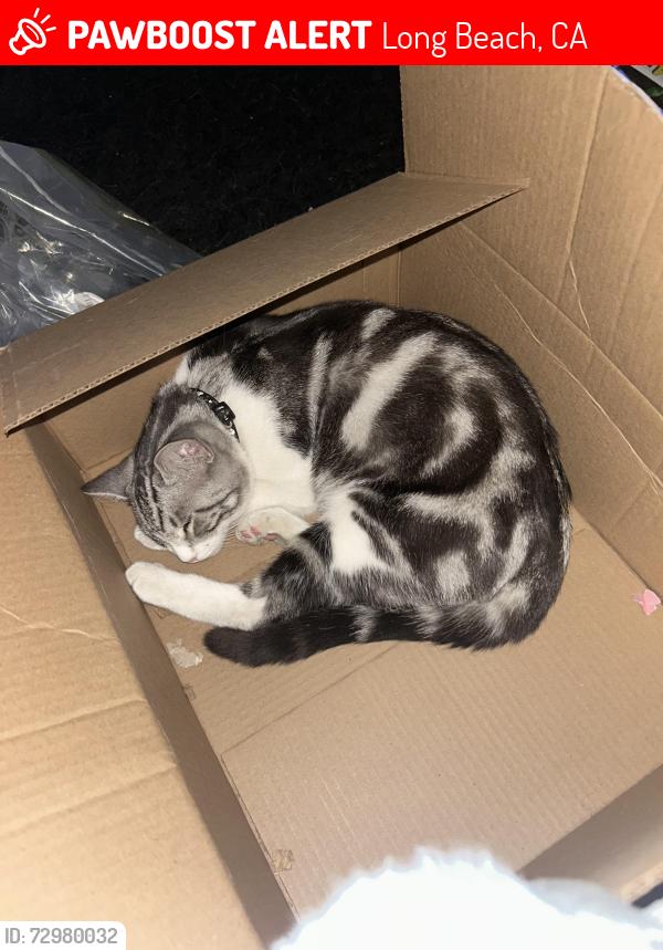 Lost Male Cat last seen gundry ave, Long Beach, CA 90813