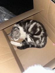 Lost Male Cat last seen gundry ave, Long Beach, CA 90813