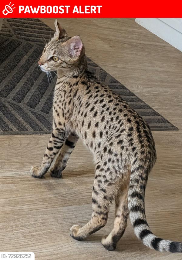Lost Male Cat last seen Horizon South, Panama City Beach, FL 32413