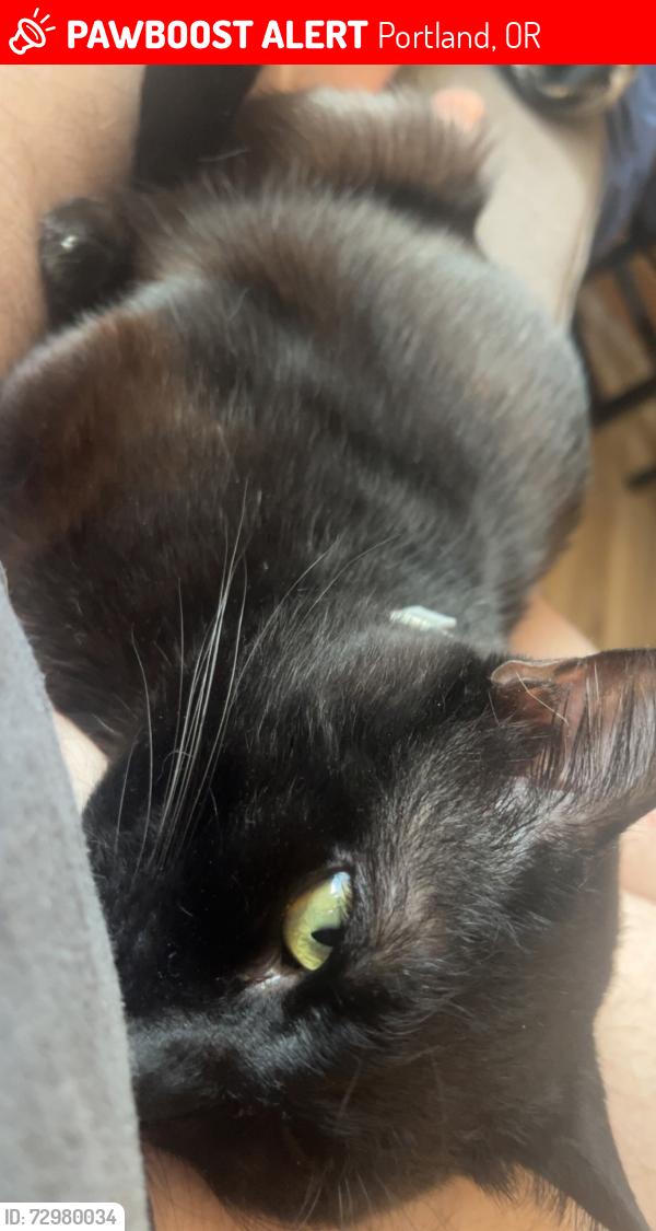 Lost Male Cat last seen Halsey and 131st next to the church-school, Portland, OR 97230