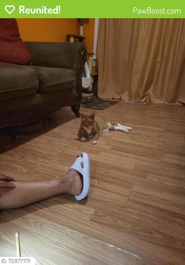 Reunited Male Cat last seen Edgar st and E poplar st, York, PA 17403