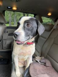Found/Stray Male Dog last seen Mount Zion Road Bonaire , Houston County, GA 31088