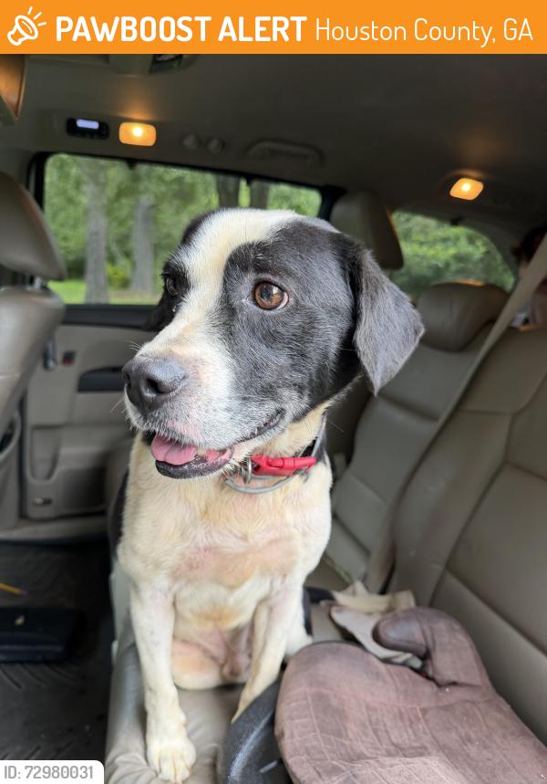 Found/Stray Male Dog last seen Mount Zion Road Bonaire , Houston County, GA 31088