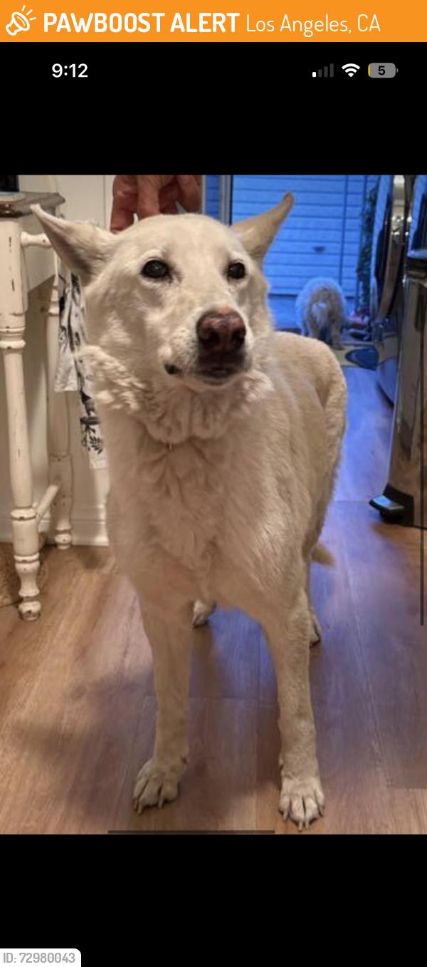 Found/Stray Female Dog last seen Rosewood and palms, Los Angeles, CA 90066