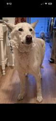 Found/Stray Female Dog last seen Rosewood and palms, Los Angeles, CA 90066
