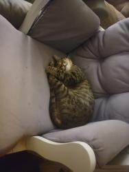Reunited Male Cat last seen Bellefontaine Rd, St. Louis, MO 63137
