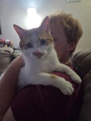 Reunited Male Cat last seen Belsar Ave & Nicholson Ave, Cudahy, WI 53110
