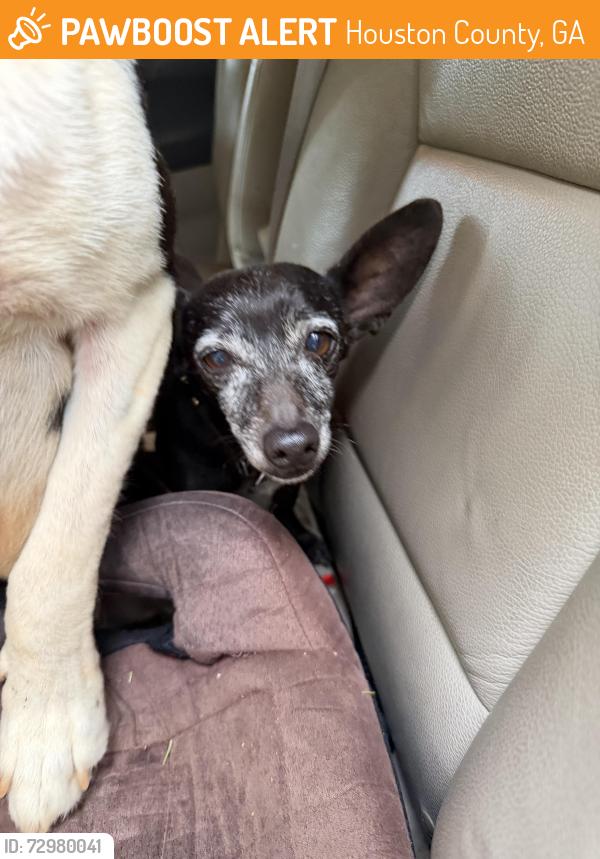 Found/Stray Male Dog last seen Mount Zion , Houston County, GA 31088