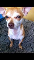Reunited Male Dog last seen 65th St, San Diego, CA 92114, USA, San Diego, CA 92114