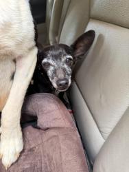 Found/Stray Male Dog last seen Mount Zion , Houston County, GA 31088