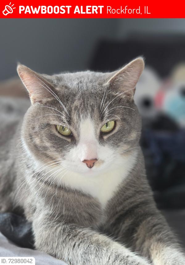 Lost Male Cat last seen Street , Rockford, IL 61104