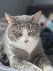 Lost Male Cat last seen Street , Rockford, IL 61104