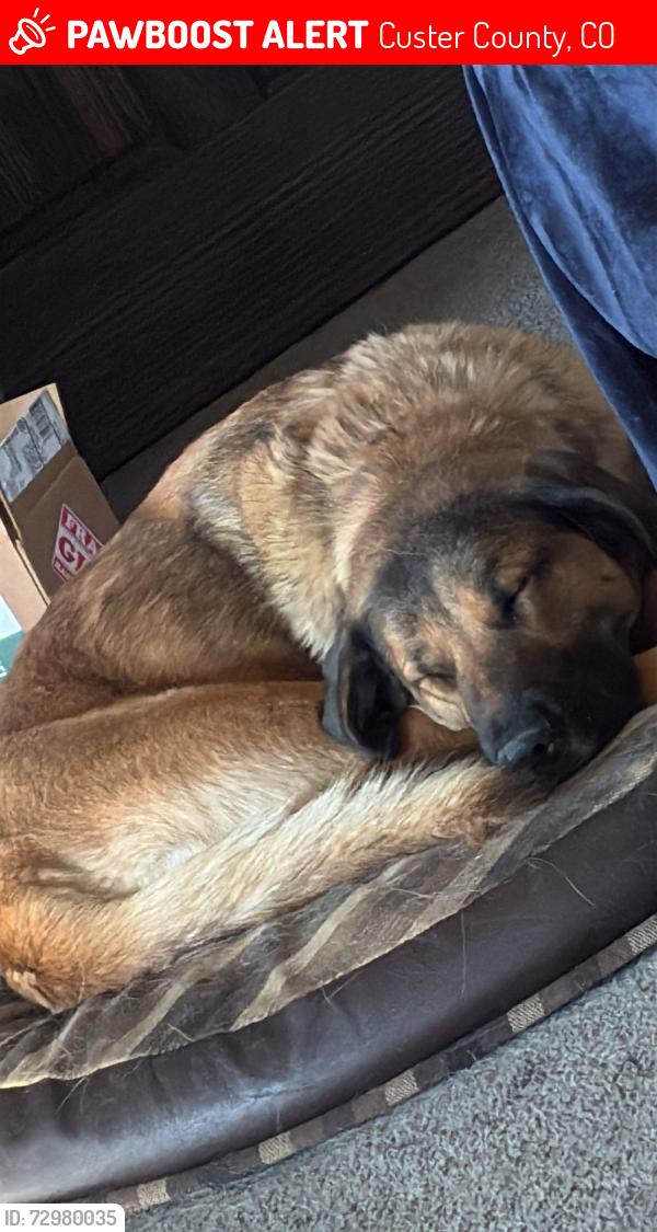 Lost Female Dog last seen CR 328 and CR 323, Rosita area of Westcliffe, Custer County, CO 81252