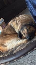 Lost Female Dog last seen CR 328 and CR 323, Rosita area of Westcliffe, Custer County, CO 81252