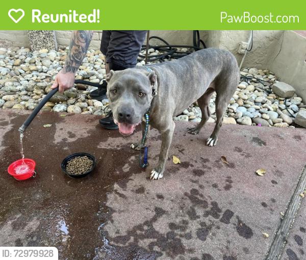 Reunited Male Dog last seen Near Patterson fitness, Patterson, CA 95363