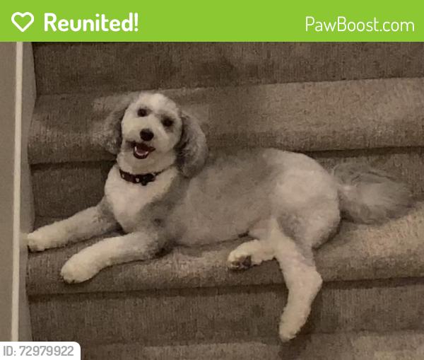 Reunited Female Dog last seen Bellwether Way and Falstaff, Sacramento, CA 95835