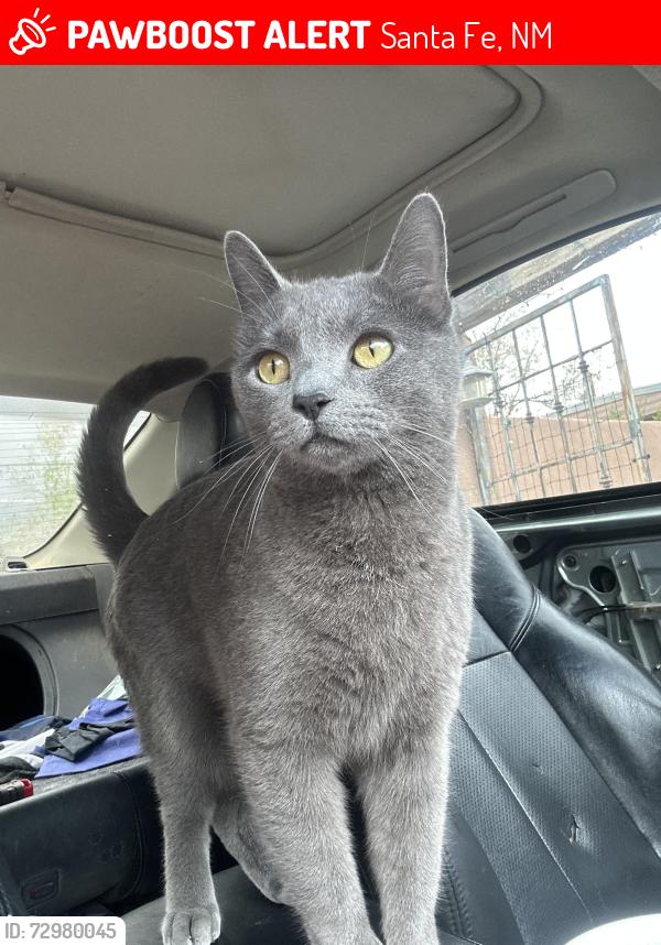 Lost Female Cat last seen East frontage 599 literally next to national guard the neighborhood off of if., Santa Fe, NM 87508