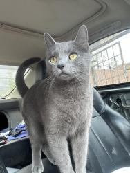 Lost Female Cat last seen East frontage 599 literally next to national guard the neighborhood off of if., Santa Fe, NM 87508