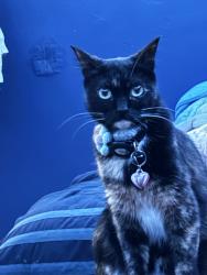 Lost Female Cat last seen W. 15th Ave., Escondido, CA 92025