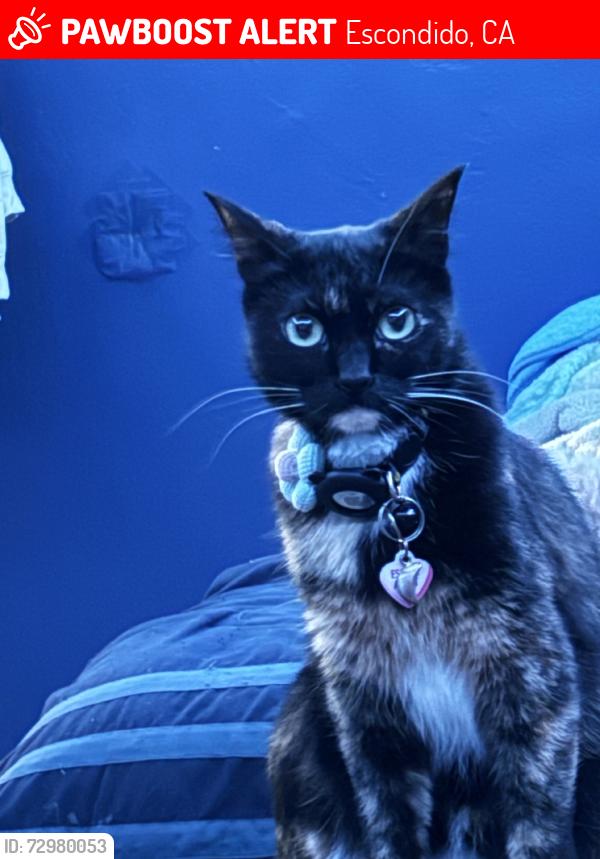 Lost Female Cat last seen W. 15th Ave., Escondido, CA 92025