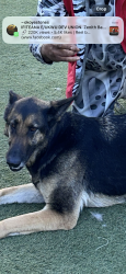 Reunited Female Dog last seen Norton ave, Lynwood, CA 90262