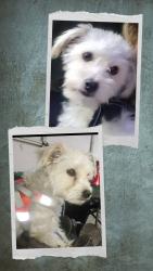 Lost Male Dog last seen Across from fashion valley mall ( Riverwalk Dr. Side in/around the park/ or bike trail ), San Diego, CA 92108