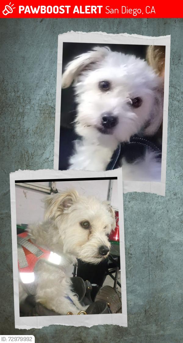 Lost Male Dog last seen Across from fashion valley mall ( Riverwalk Dr. Side in/around the park/ or bike trail ), San Diego, CA 92108