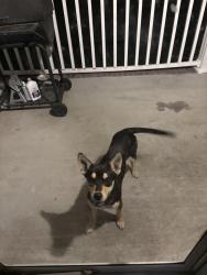 Found/Stray Female Dog last seen Kim, Almanac Grocery, Lumberton, NC 28358
