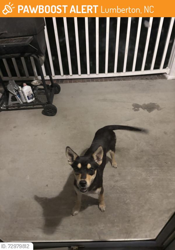 Found/Stray Female Dog last seen Kim, Almanac Grocery , Lumberton, NC 28358