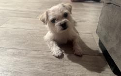 Found/Stray Male Dog last seen Panama Lane by Costco , Bakersfield, CA 93313