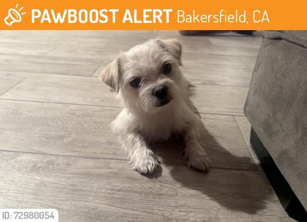 Found/Stray Male Dog last seen Panama Lane by Costco , Bakersfield, CA 93313