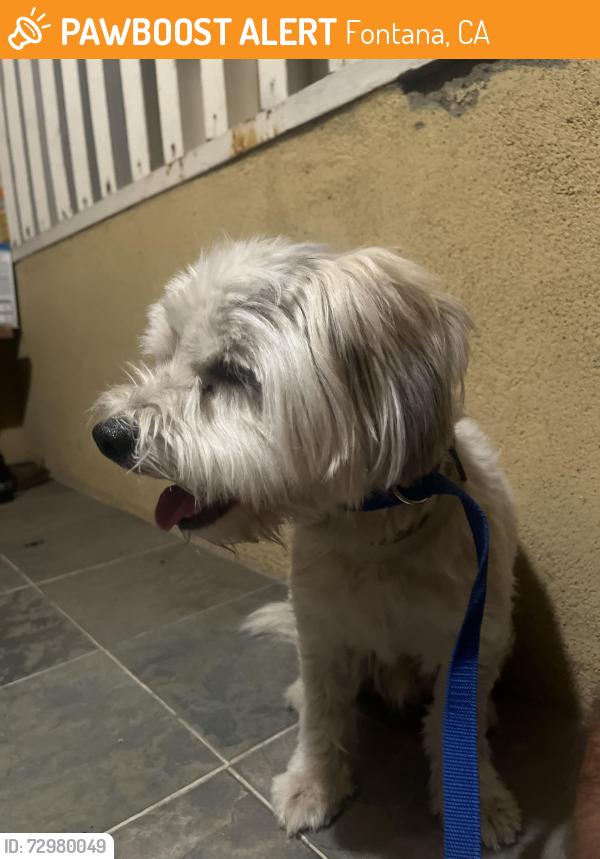 Found/Stray Unknown Dog last seen Mango and Seville, Fontana, CA 92335