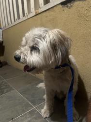 Found/Stray Unknown Dog last seen Mango and Seville, Fontana, CA 92335