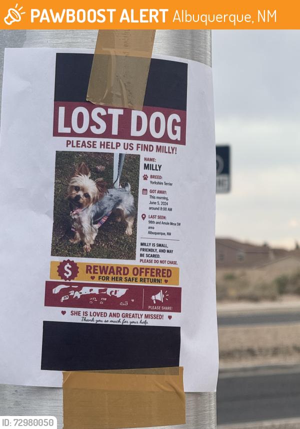 Found/Stray Female Dog last seen 98th st and amole st, Albuquerque, NM 87121