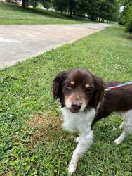 Reunited Female Dog last seen Heathstead, Charlotte, NC 28210