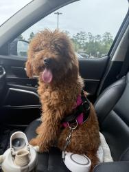 Reunited Female Dog last seen Stuebner and 1960, Harris County, TX 77379