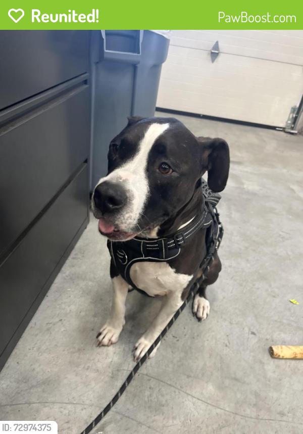 Reunited Male Dog last seen Cabana inn 1600 W Main St, Boise, ID 83702