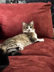Lost Female Cat last seen Across from Addison group home, Masury, OH 44438
