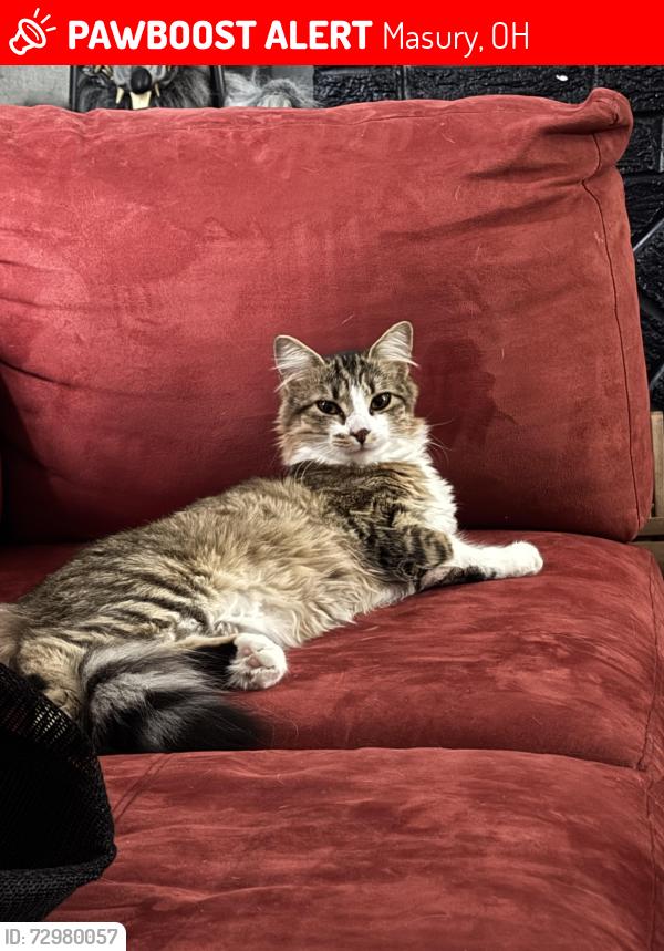 Lost Female Cat last seen Across from Addison group home, Masury, OH 44438