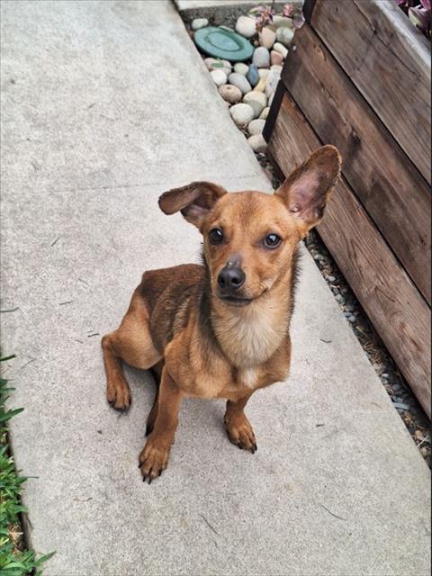 Shelter Stray Male Dog last seen Near BLK PACIFIC AVE, LB 90806, 7700 E Spring St, Long Beach, CA 90815, USA