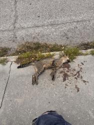 Found/Stray Male Cat last seen cypress and west riverfront, Tampa, FL 33607