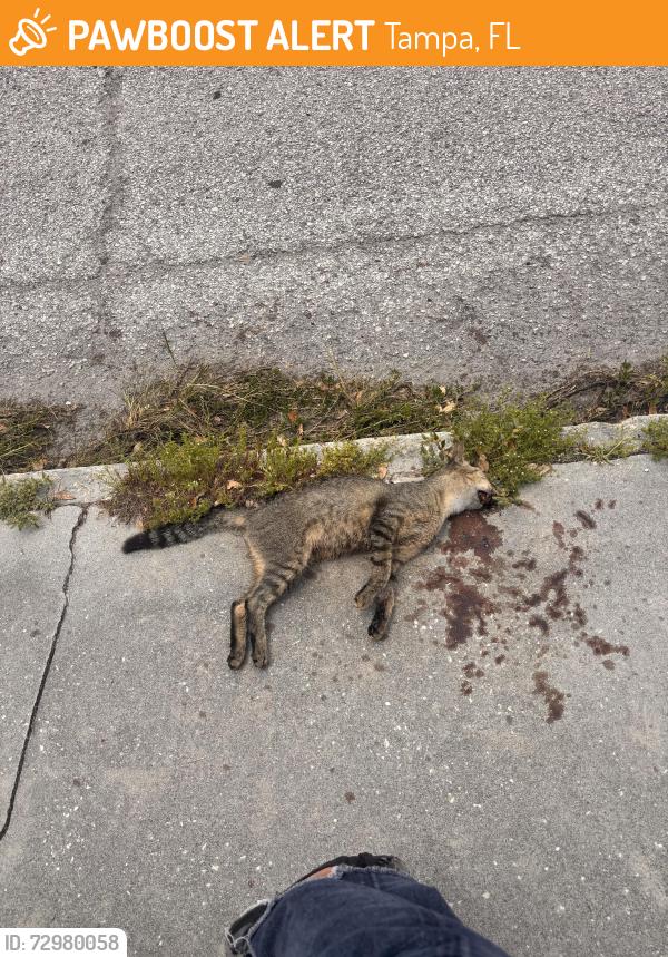 Found/Stray Male Cat last seen cypress and west riverfront, Tampa, FL 33607