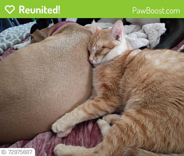 Reunited Male Cat last seen Northcliffe, Spring Hill, FL 34608