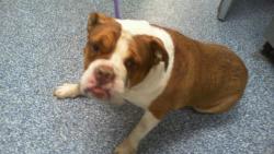 Shelter Stray Female Dog last seen CHARLOTTE, 8315 Byrum Dr, Charlotte, NC 28217, USA