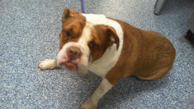 Shelter Stray Female Dog last seen CHARLOTTE, 8315 Byrum Dr, Charlotte, NC 28217, USA