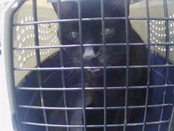 Shelter Stray Male Cat last seen CHARLOTTE, 8315 Byrum Dr, Charlotte, NC 28217, USA