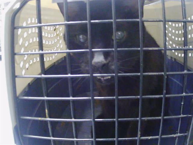 Shelter Stray Male Cat last seen CHARLOTTE, 8315 Byrum Dr, Charlotte, NC 28217, USA