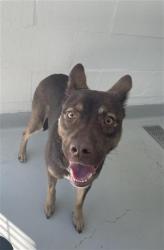Shelter Stray Female Dog last seen Near BLOCK N FRUIT AVE, FRESNO CA 93705, 5277 E Airways Blvd, Fresno, CA 93727, USA