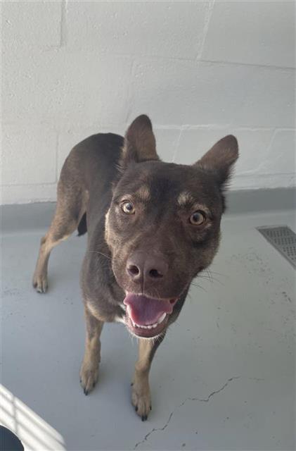 Shelter Stray Female Dog last seen Near BLOCK N FRUIT AVE, FRESNO CA 93705, 5277 E Airways Blvd, Fresno, CA 93727, USA