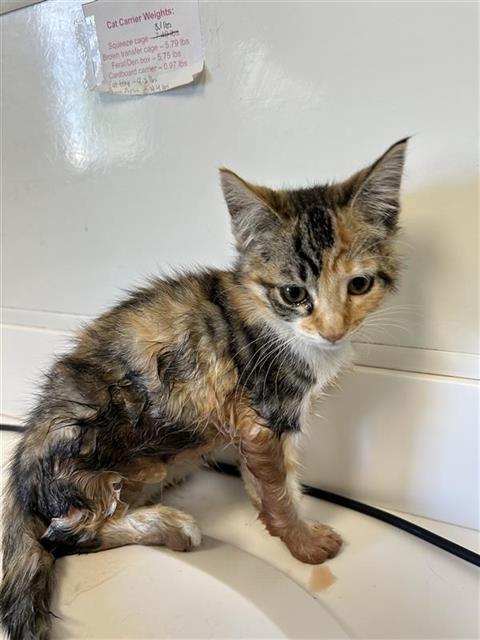 Shelter Stray Female Cat last seen Near BLOCK N FRESNO ST, FRESNO CA 93703 3029, 5277 E Airways Blvd, Fresno, CA 93727, USA